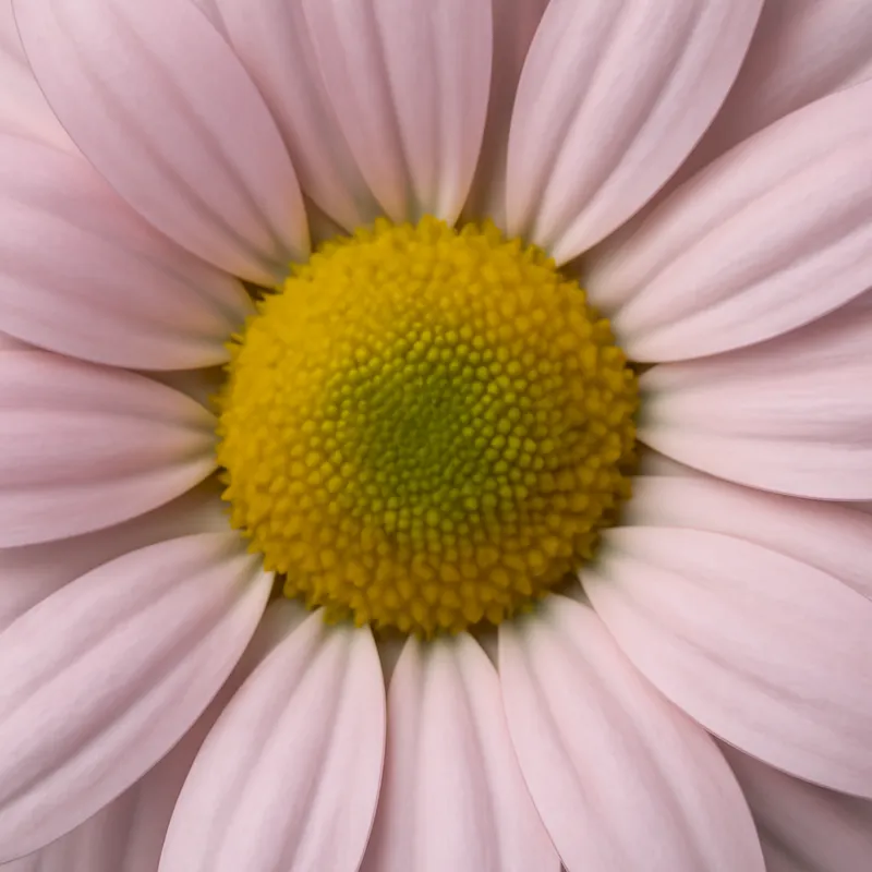 Kamille – rosa – bilde 2