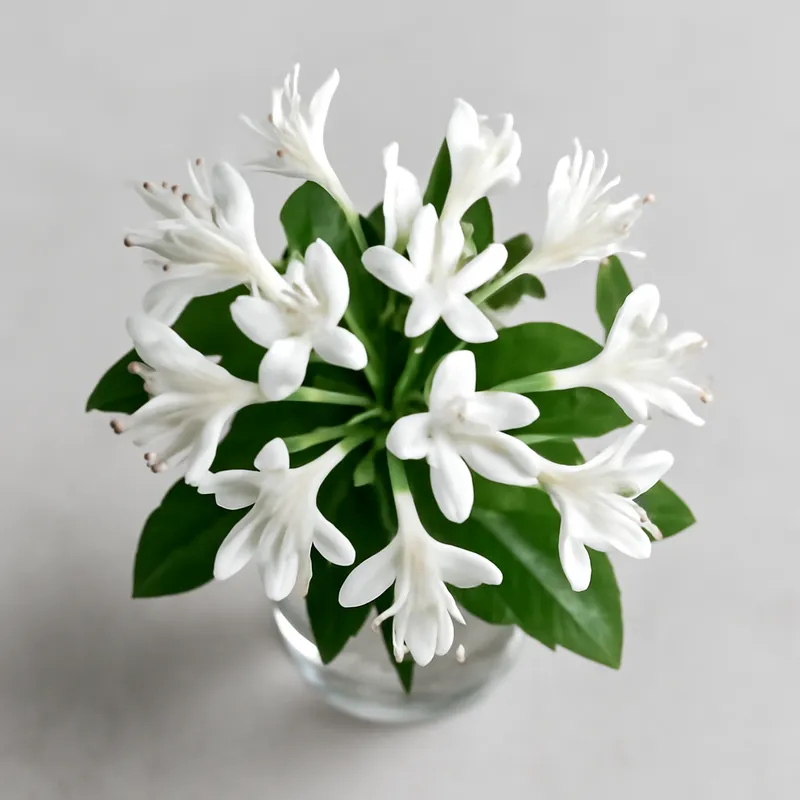 Kaprifol – hvit – bilde 3