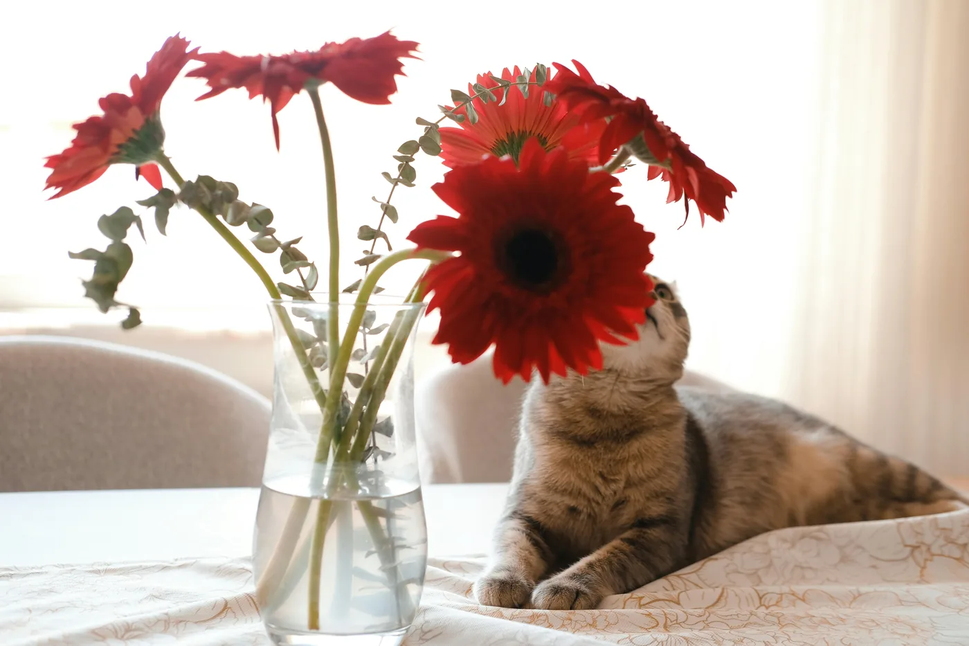 Katt ved en vase med røde gerberablomster på bord, gerbera er ofte et tryggere valg i hjem med kjæledyr
