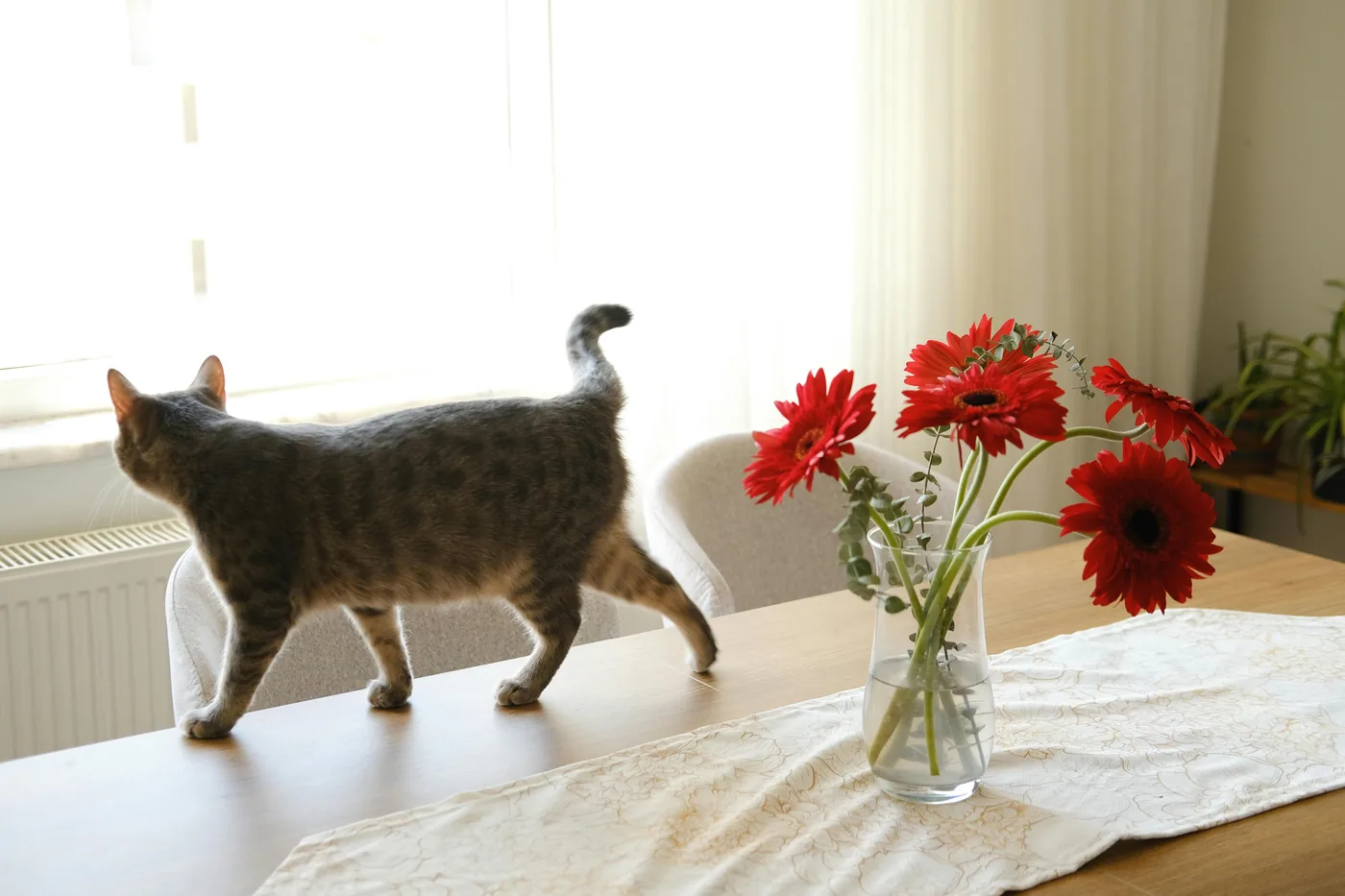 Katt går på spisebord ved siden av vase med røde snittblomster i lyst nordisk hjem
