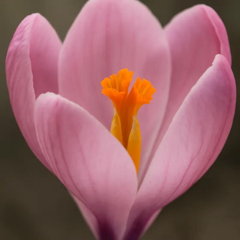 Krokus – rosa – bilde 2