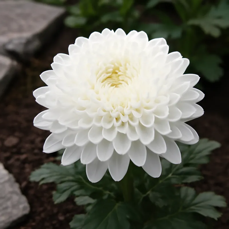 Krysantemum – hvit – bilde 4