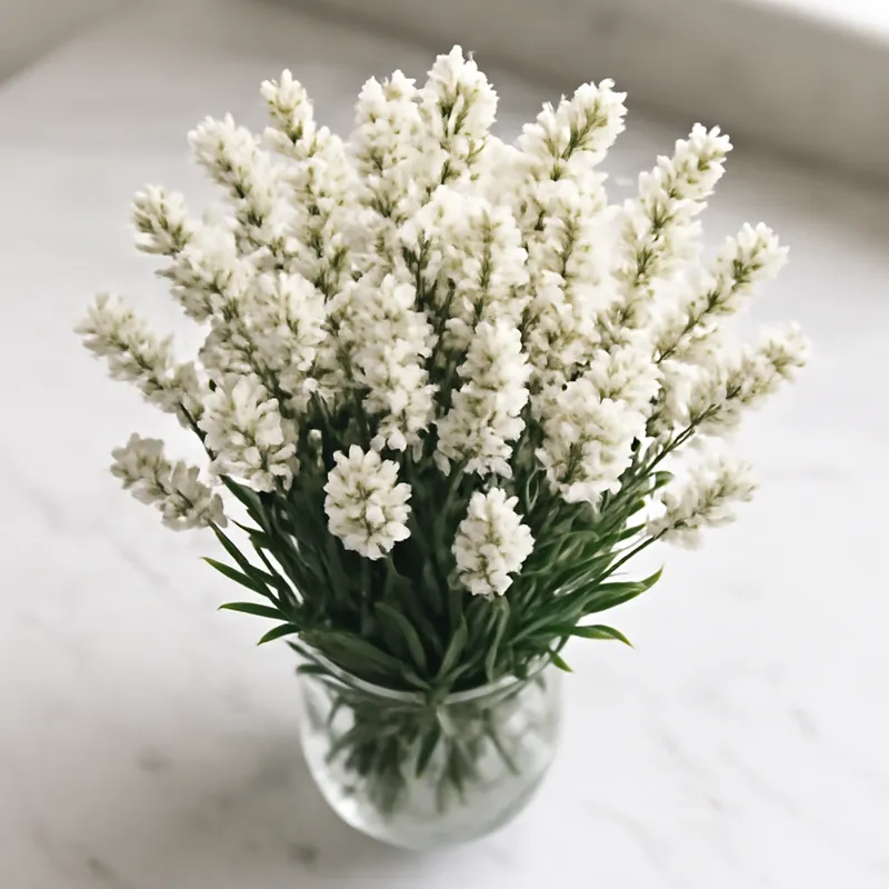 Lavendel – hvit – bilde 3