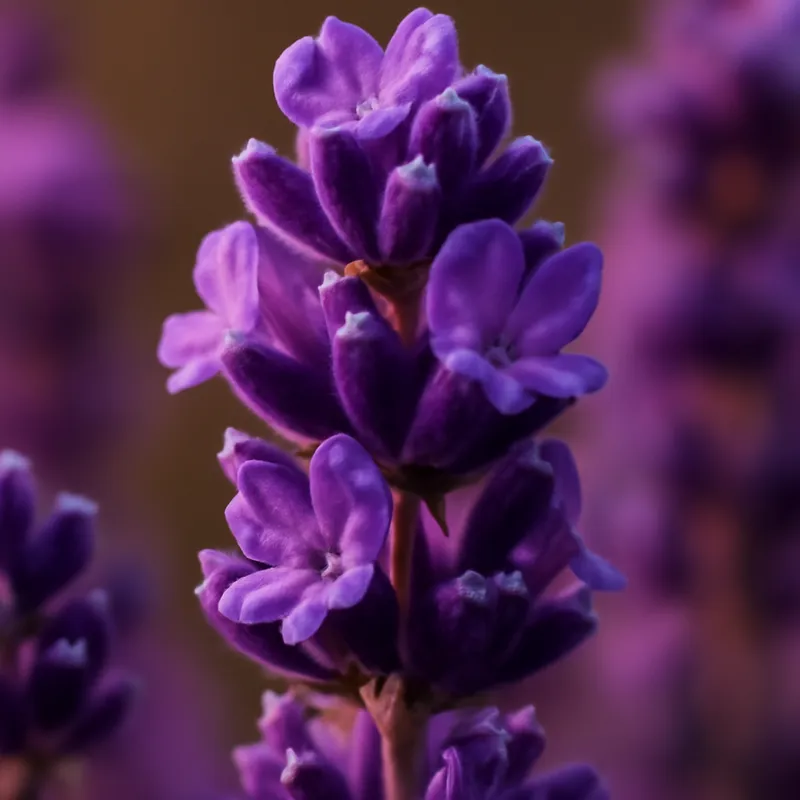 Lavendel – klassisk – bilde 2
