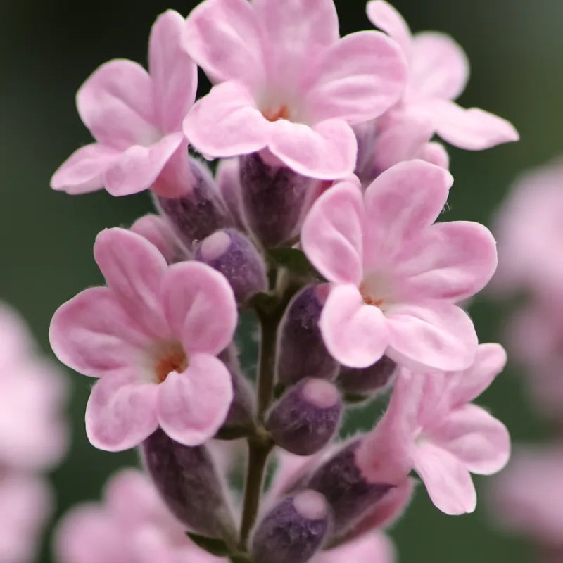 Lavendel – rosa – bilde 2