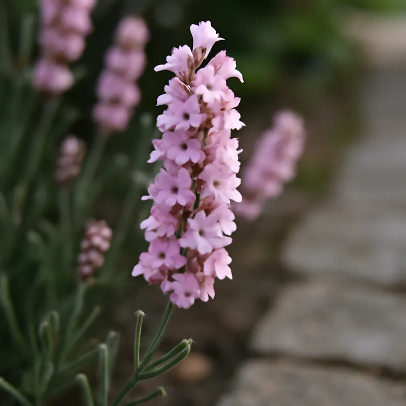 Lavendel – rosa – bilde 4