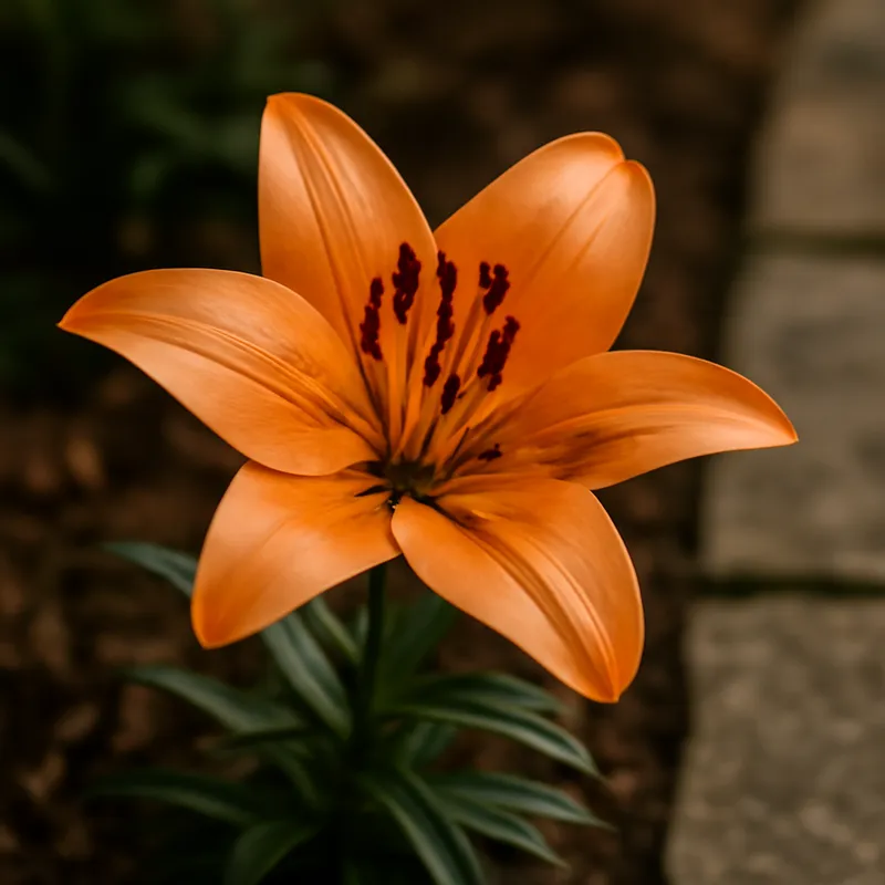 Lilje – klassisk – bilde 4