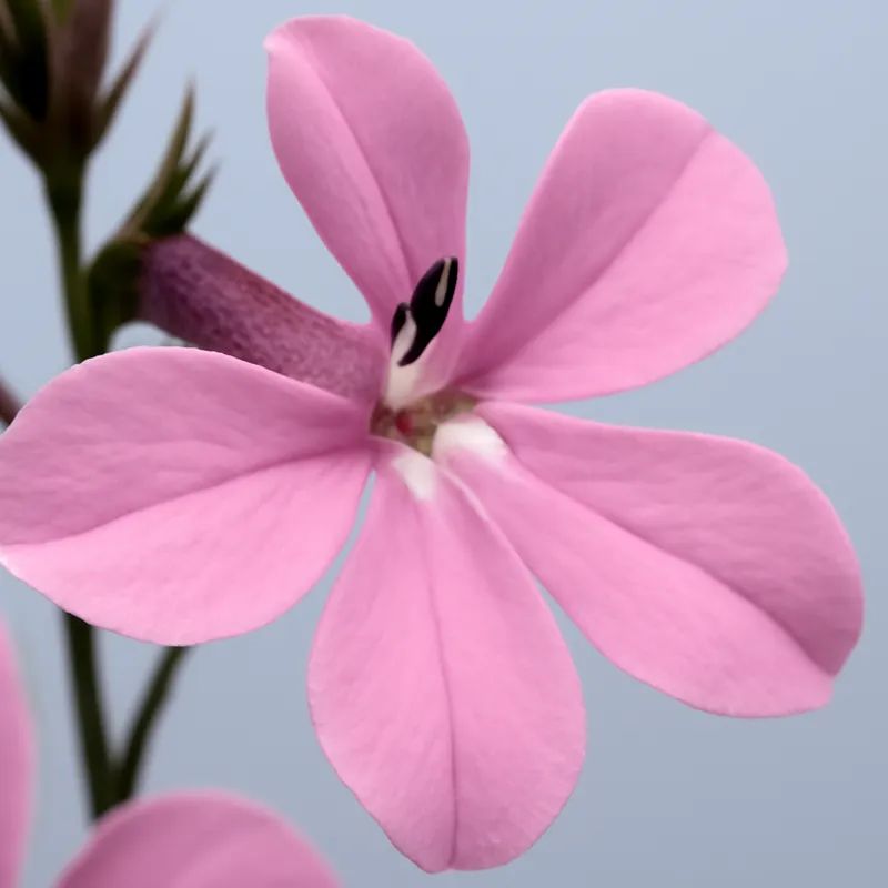 Lobelia – rosa – bilde 2