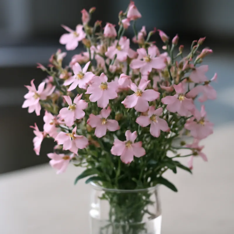 Lobelia – rosa – bilde 3