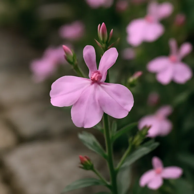 Lobelia – rosa – bilde 4