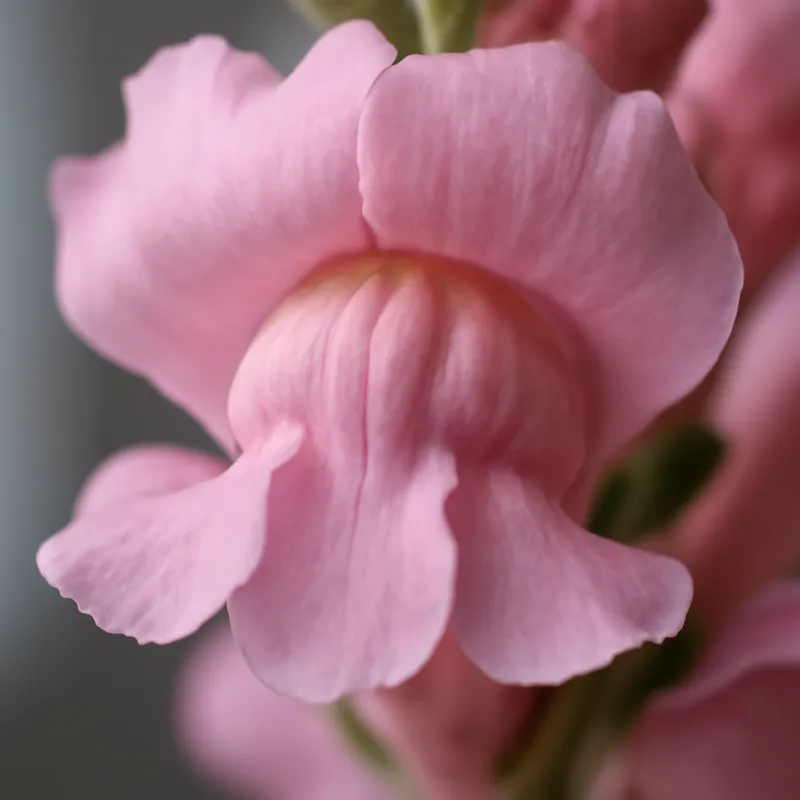 Løvesnute – rosa – bilde 2