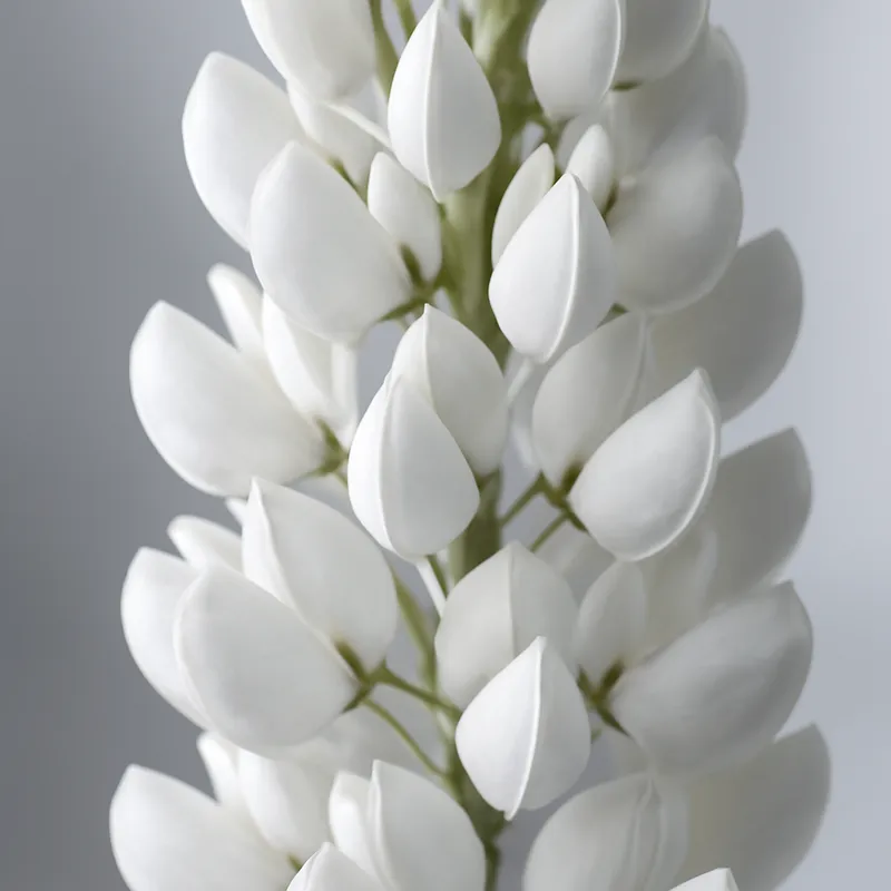 Lupin – hvit – bilde 2