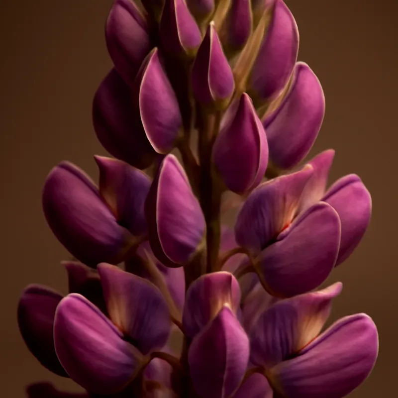 Lupin – klassisk – bilde 2