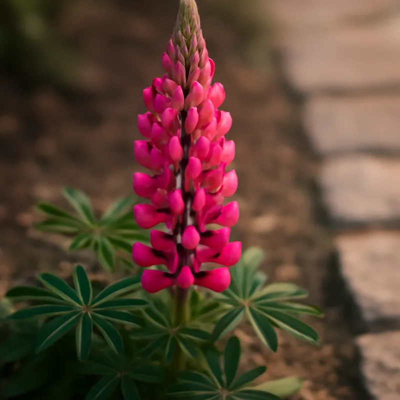 Lupin – klassisk – bilde 4