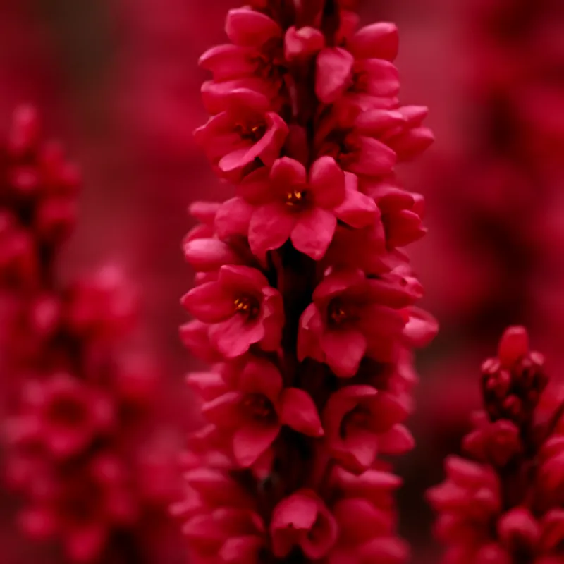 Ljung – rød – bilde 2