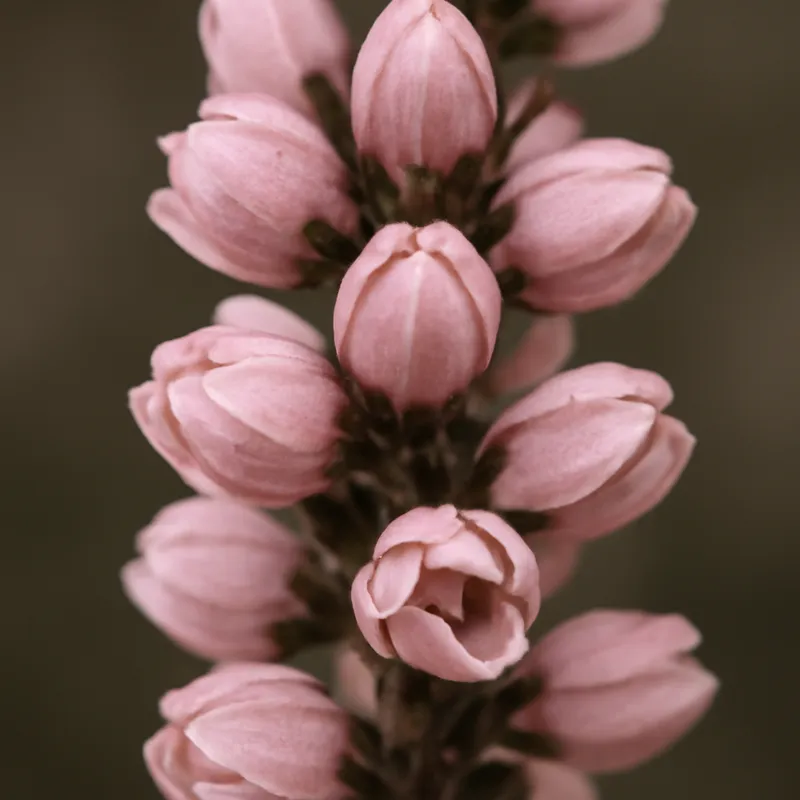 Ljung – rosa – bilde 2