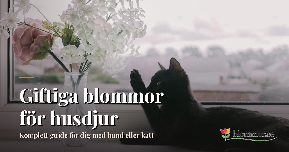 Giftige blomster for kjæledyr