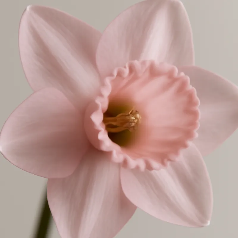 Påskelilje – rosa – bilde 2