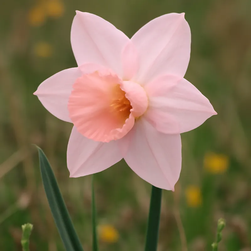 Påskelilje – rosa – bilde 4