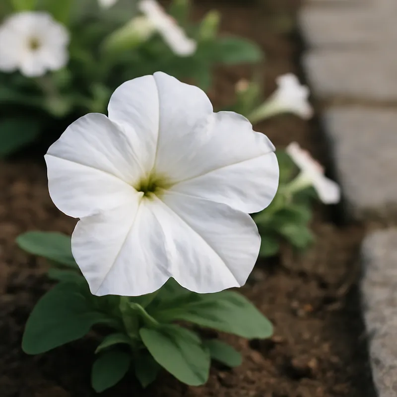 Petunia – hvit – bilde 4