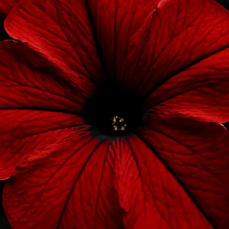 Petunia – rød – bilde 2