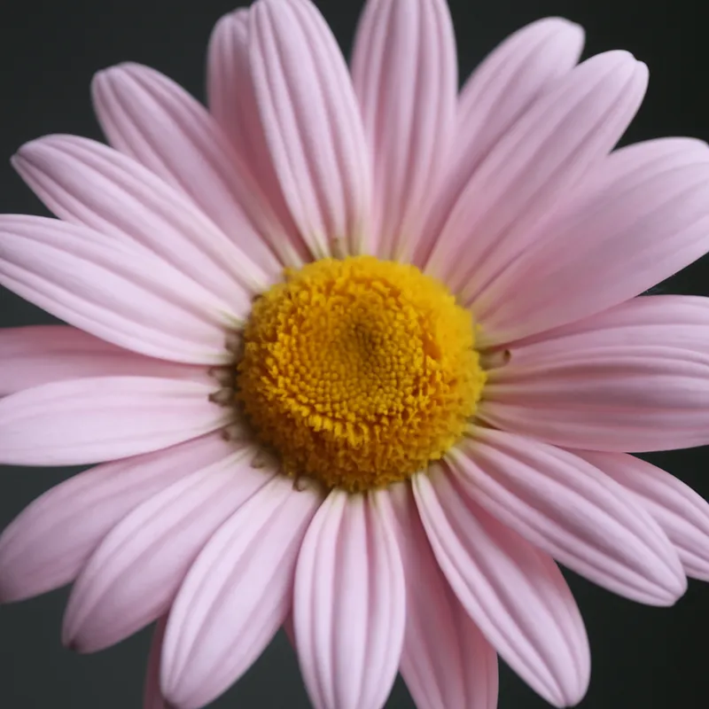 Margerit – rosa – bilde 2