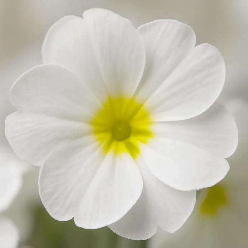 Primula – hvit – bilde 2