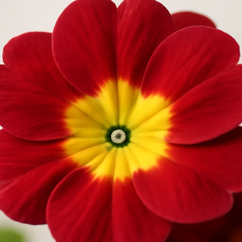 Primula – klassisk – bilde 2
