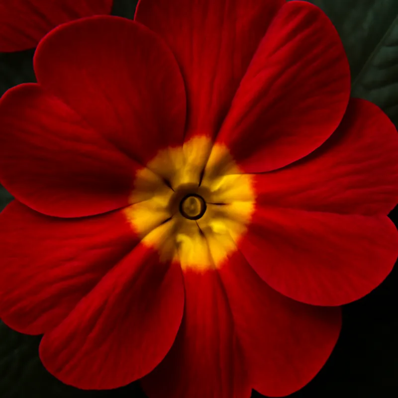 Primula – rød – bilde 2