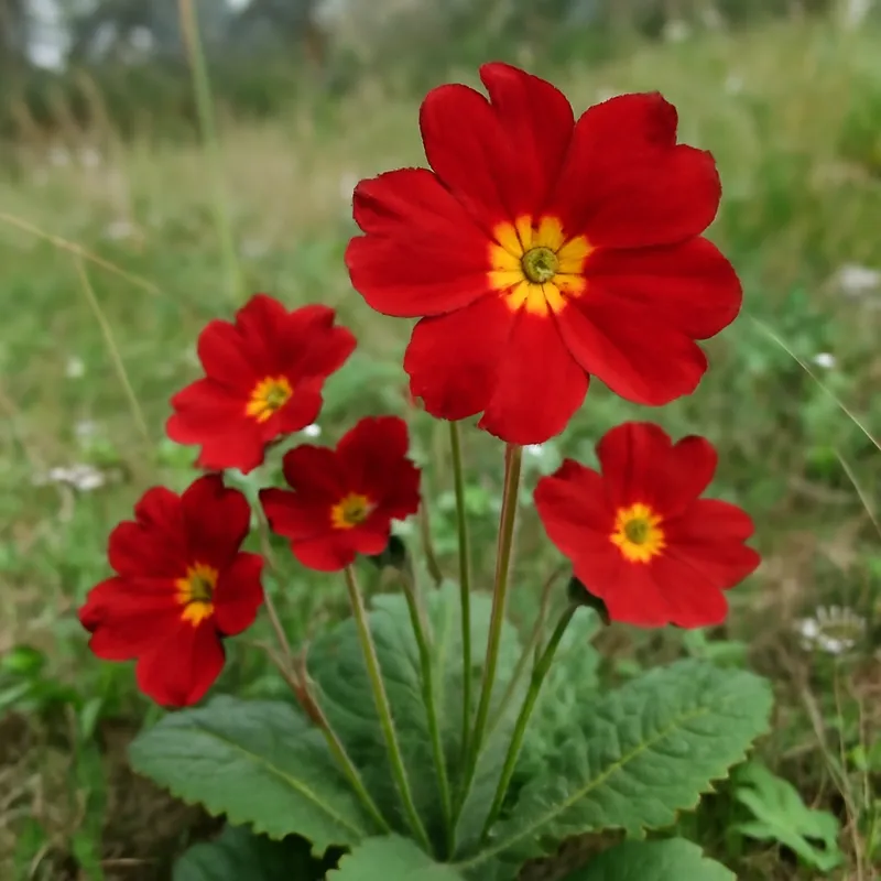 Primula – rød – bilde 4