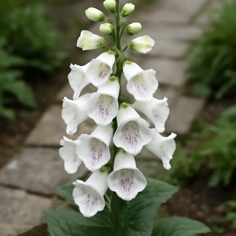 Fingerborgsblomma – hvit – bilde 4