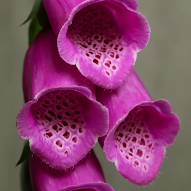 Fingerborgsblomma – klassisk – bilde 2