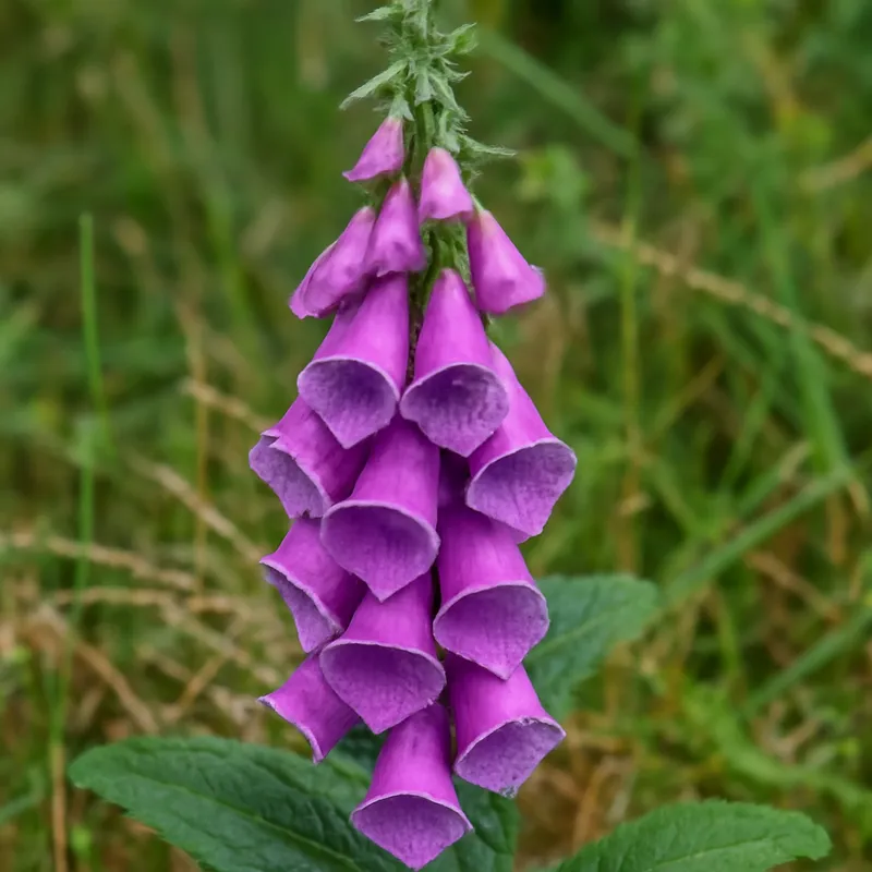 Fingerborgsblomma – klassisk – bilde 4