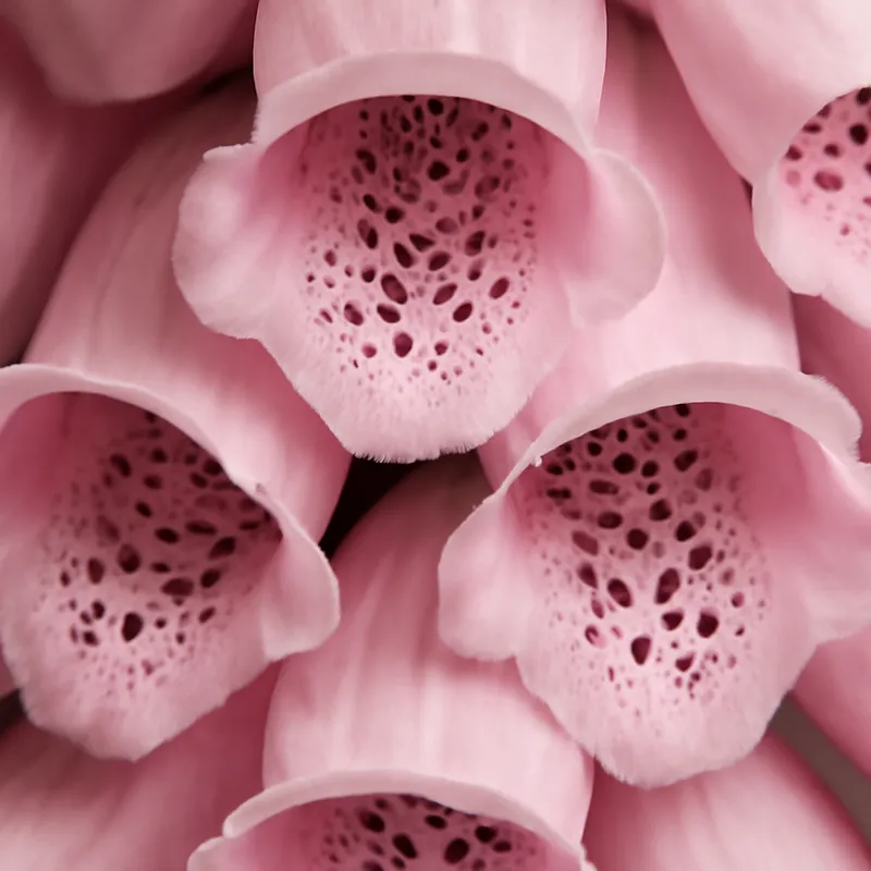 Revebjelle – rosa – bilde 2