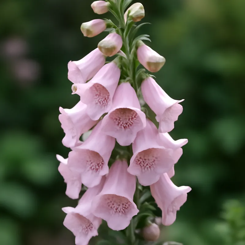 Revebjelle – rosa – bilde 4