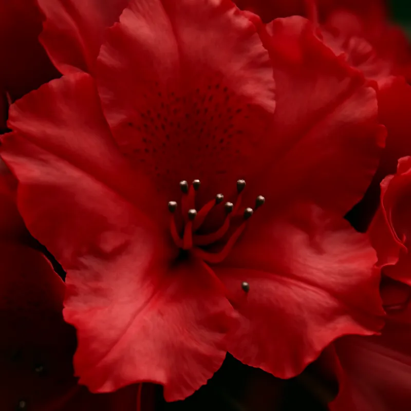 Rhododendron – rød – bilde 2