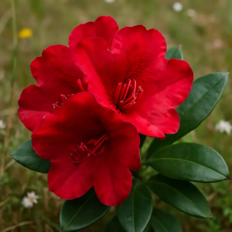 Rhododendron – rød – bilde 4