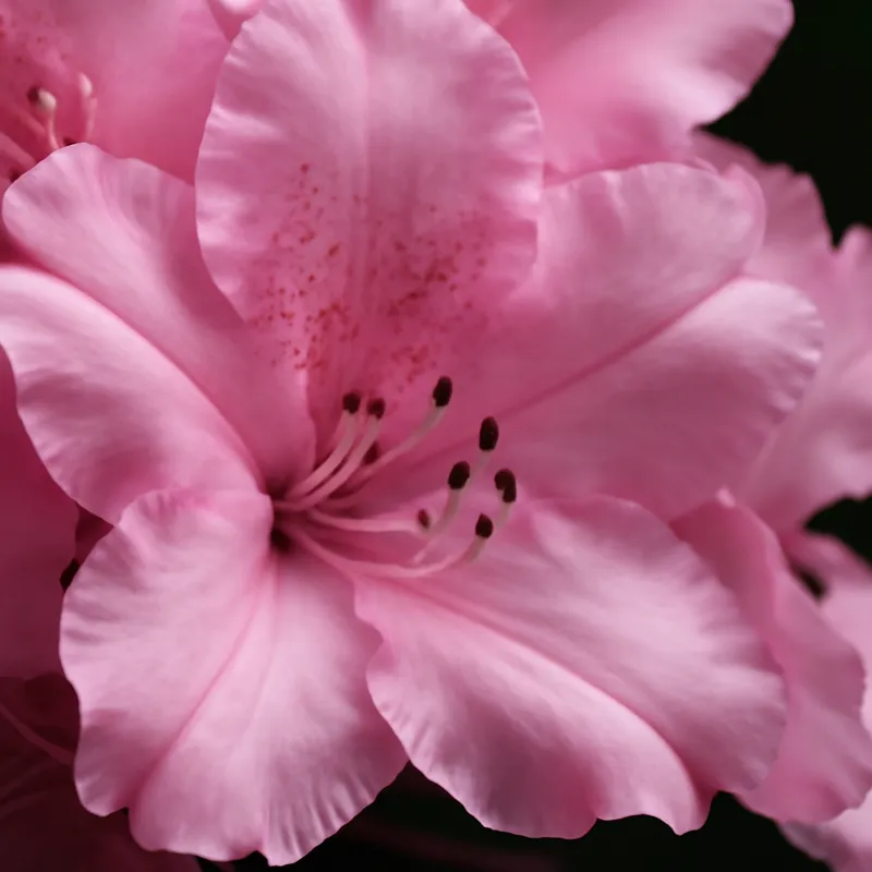 Rhododendron – rosa – bilde 2