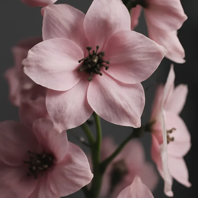 Ridderspore – rosa – bilde 2