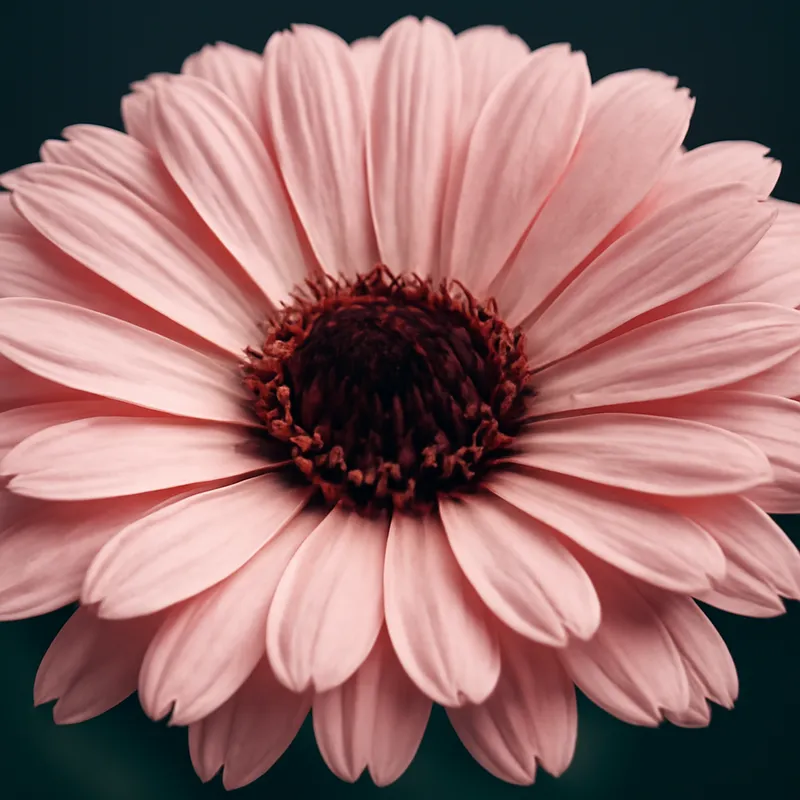 Ringblomst – rosa – bilde 2