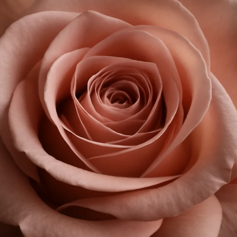 Rose – klassisk – bilde 2
