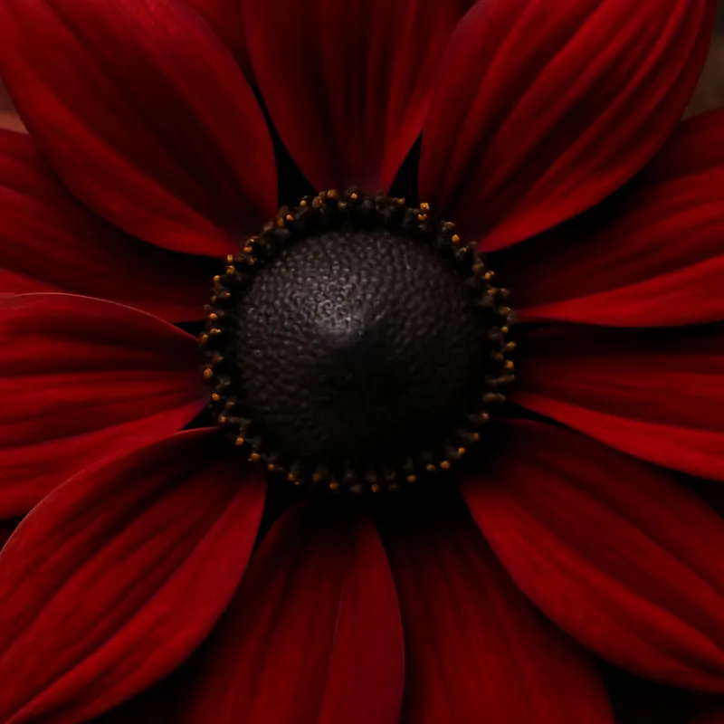 Rudbeckia – rød – bilde 2