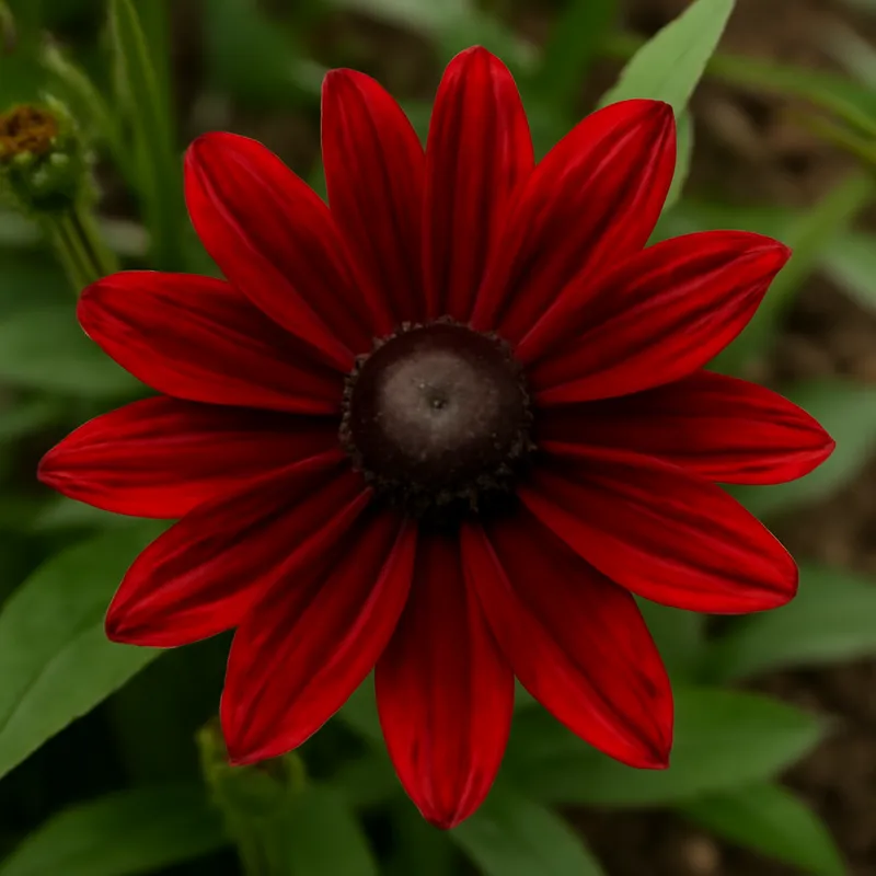 Rudbeckia – rød – bilde 4