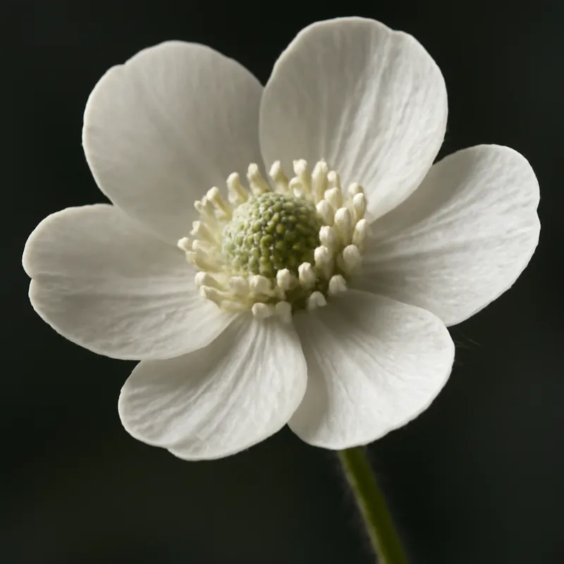 Smørblomst – hvit – bilde 2