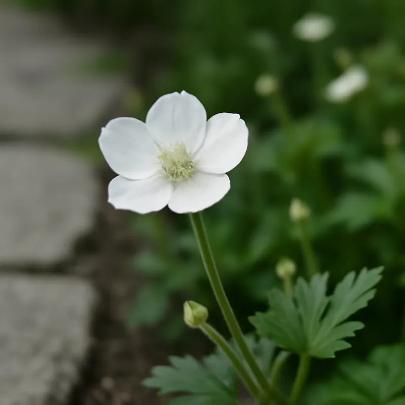 Smørblomst – hvit – bilde 4