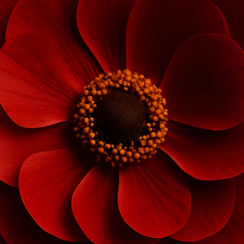 Smørblomst – rød – bilde 2