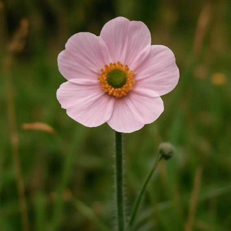 Smørblomst – rosa – bilde 4