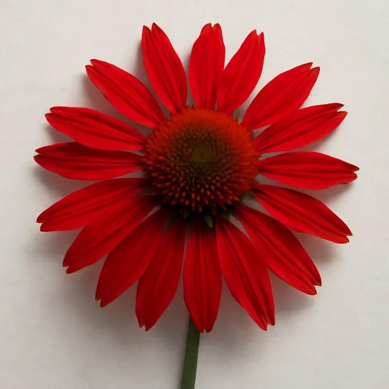 Rød solhatt – rød