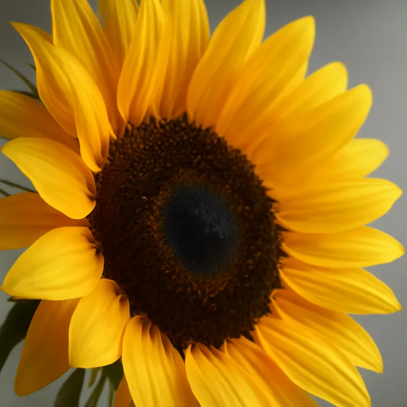 Solsikke – klassisk – bilde 2