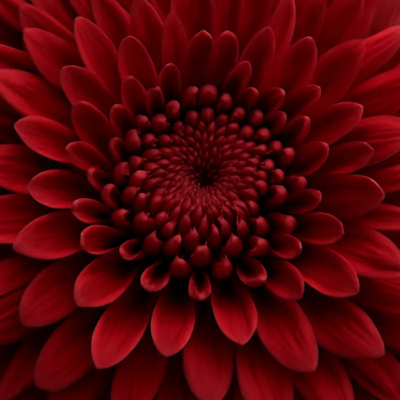 Sommerasters – rød – bilde 2